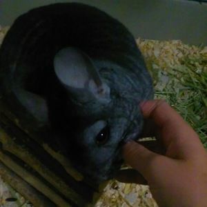 Meet your Posher, Madison